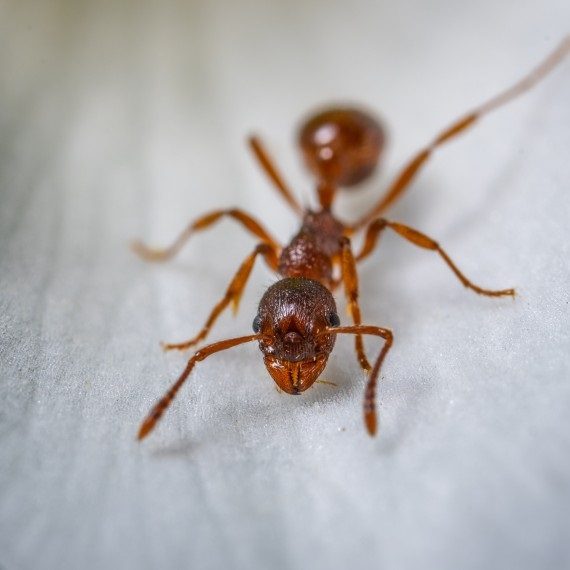 Field Ants, Pest Control in Chigwell Row, Chigwell, IG7. Call Now! 020 8166 9746