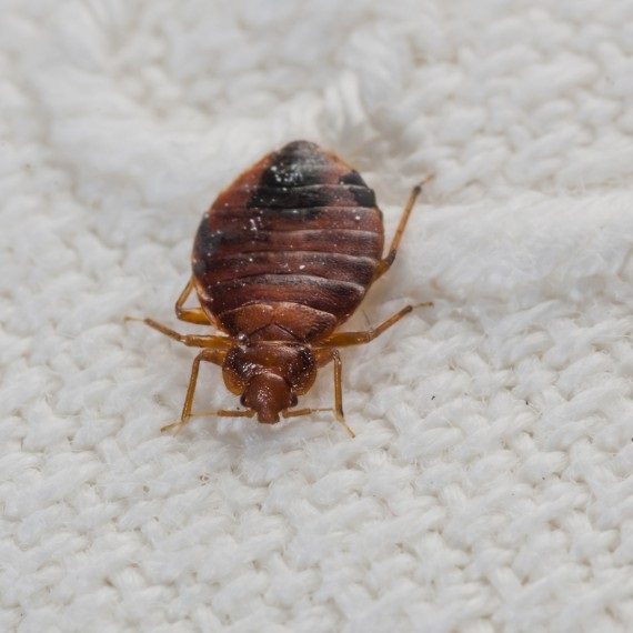 Bed Bugs, Pest Control in Chigwell Row, Chigwell, IG7. Call Now! 020 8166 9746
