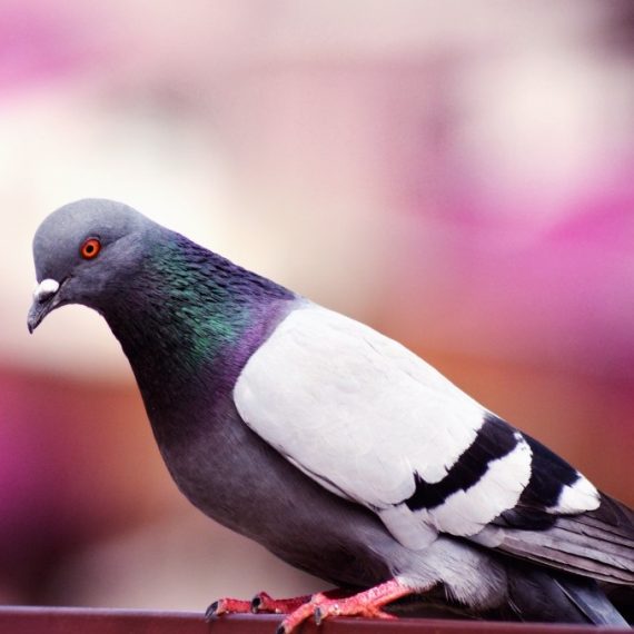 Birds, Pest Control in Chigwell Row, Chigwell, IG7. Call Now! 020 8166 9746
