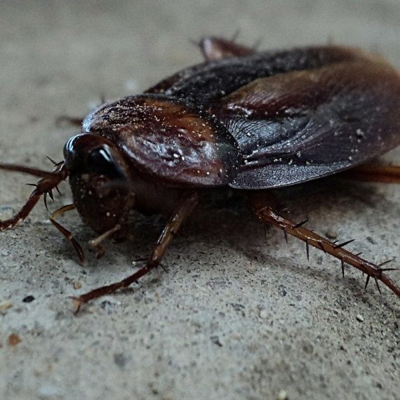 Cockroaches, Pest Control in Chigwell Row, Chigwell, IG7. Call Now! 020 8166 9746