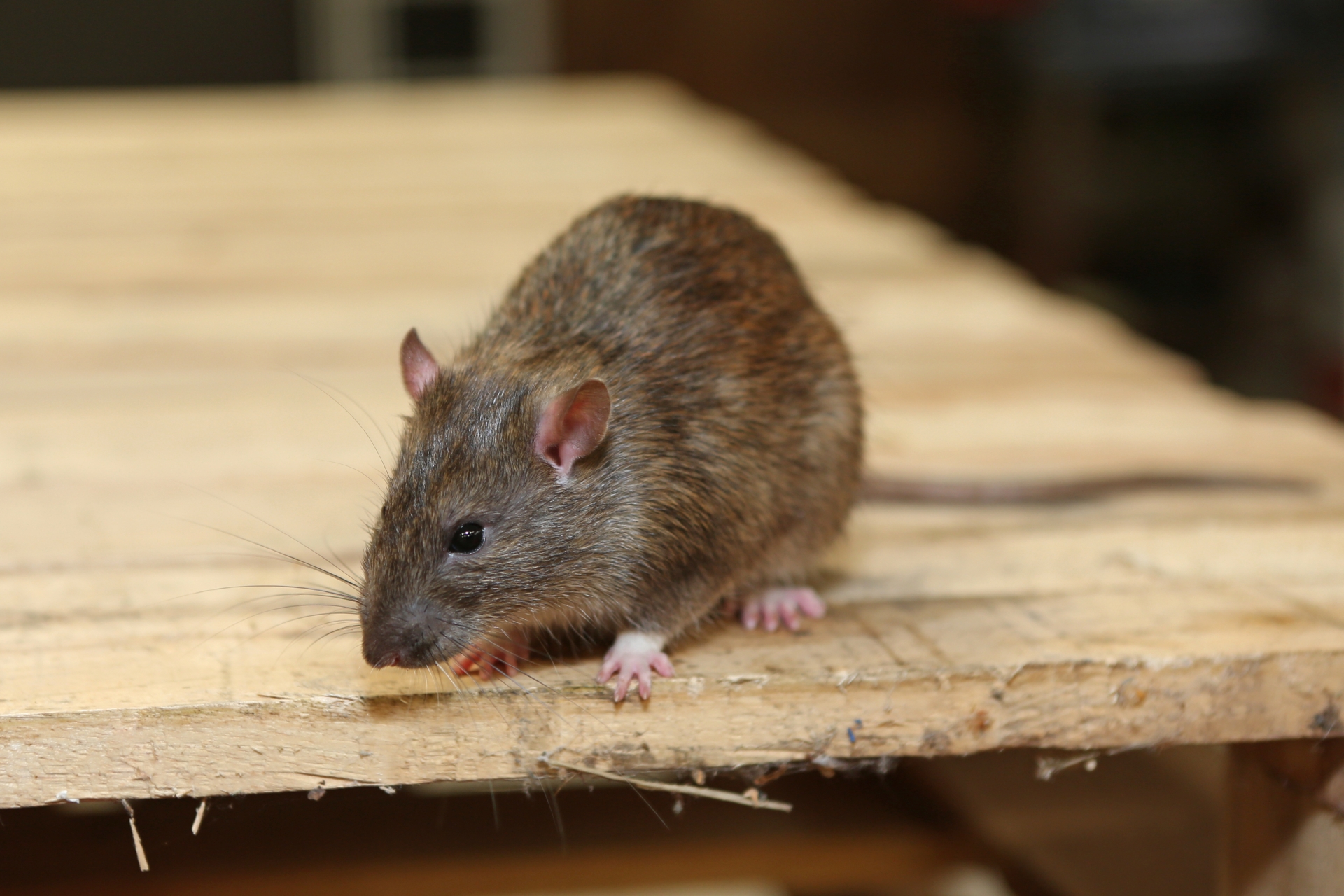 Rat Control, Pest Control in Chigwell Row, Chigwell, IG7. Call Now 020 8166 9746
