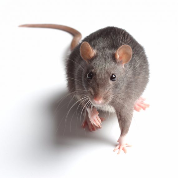 Rats, Pest Control in Chigwell Row, Chigwell, IG7. Call Now! 020 8166 9746