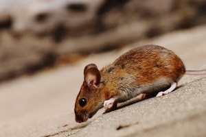 Mice Exterminator, Pest Control in Chigwell Row, Chigwell, IG7. Call Now 020 8166 9746