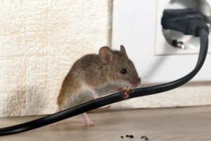 Mice Control, Pest Control in Chigwell Row, Chigwell, IG7. Call Now 020 8166 9746