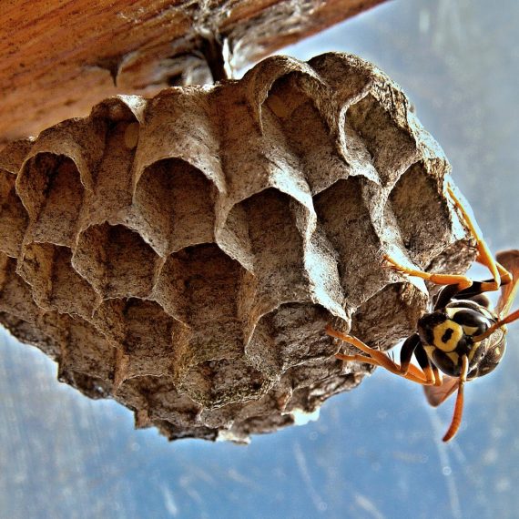 Wasps Nest, Pest Control in Chigwell Row, Chigwell, IG7. Call Now! 020 8166 9746