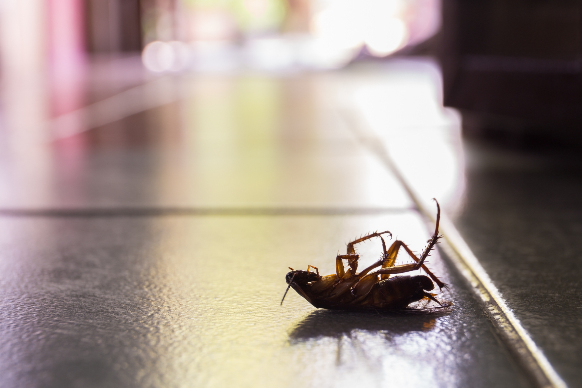 Cockroach Control, Pest Control in Chigwell Row, Chigwell, IG7. Call Now 020 8166 9746