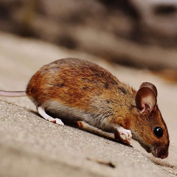 Mice, Pest Control in Chigwell Row, Chigwell, IG7. Call Now! 020 8166 9746